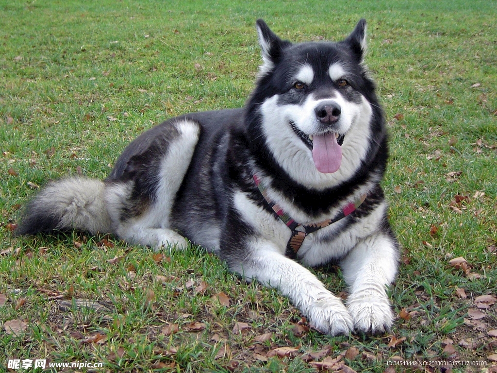 狗