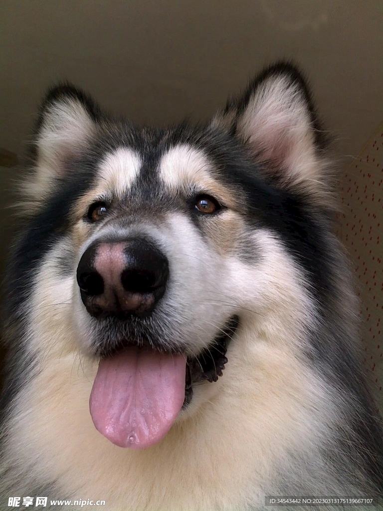 狗