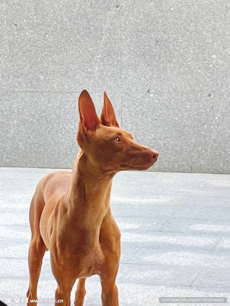 狗