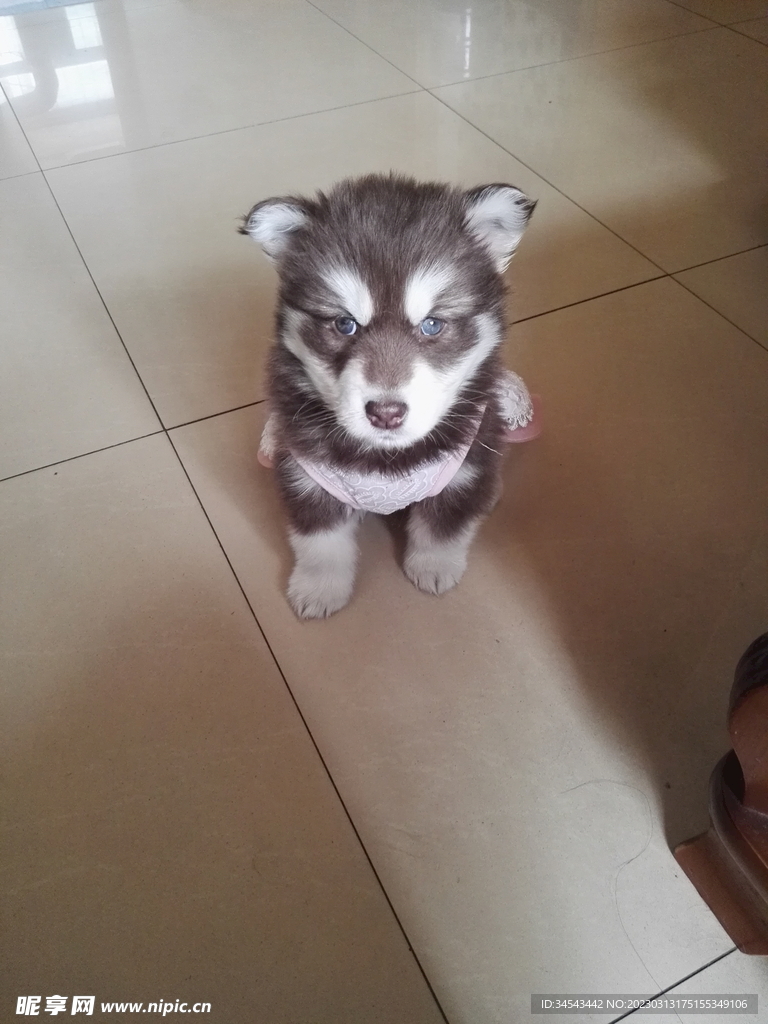 狗