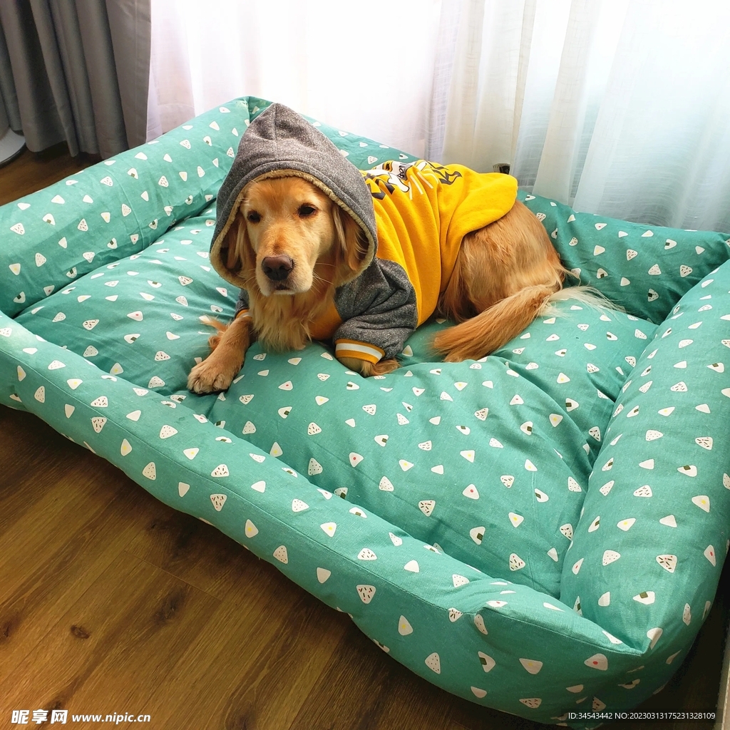 狗