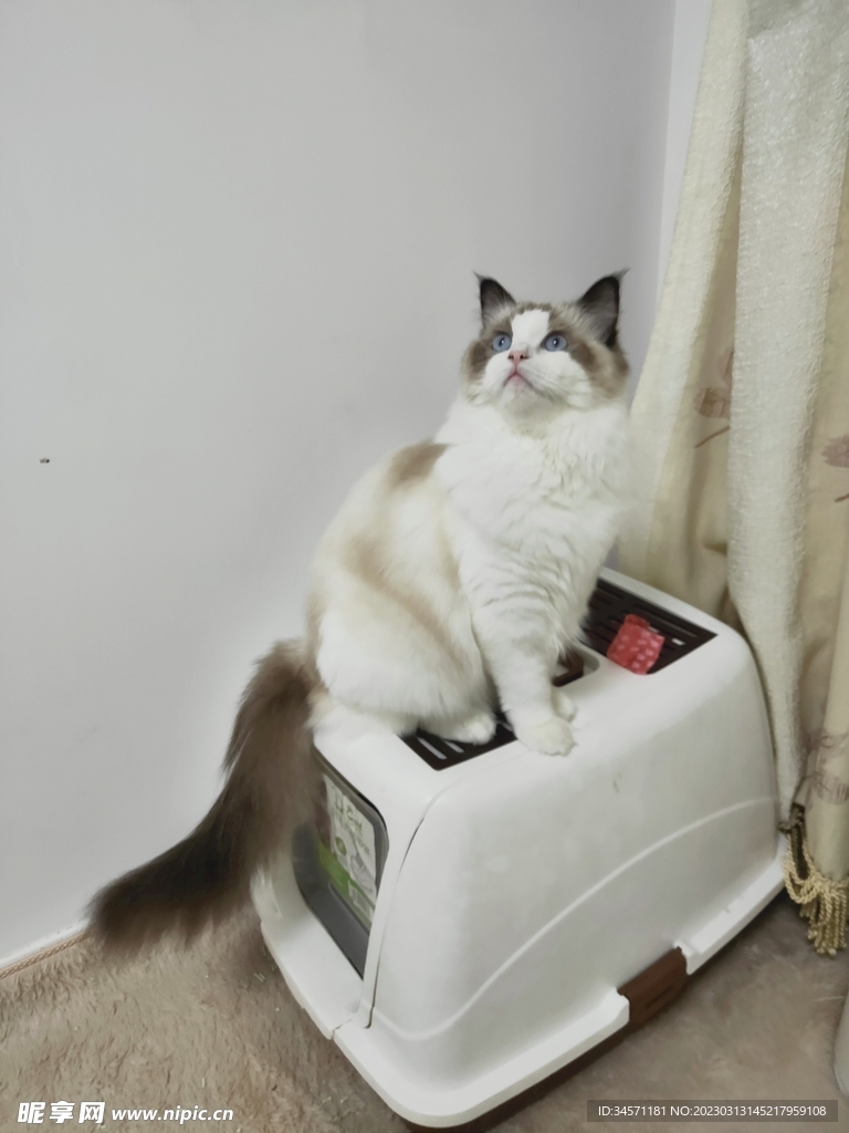 布偶猫