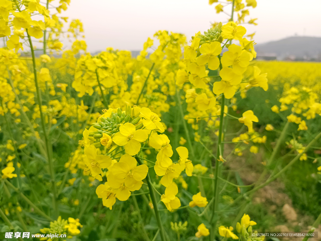 油菜花