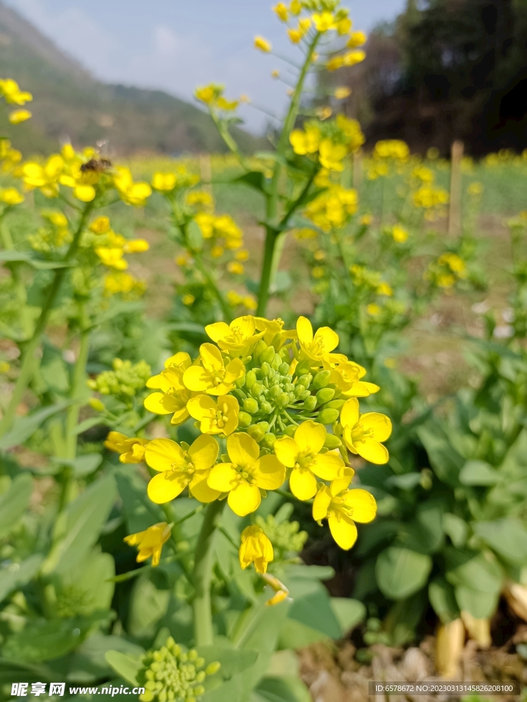 油菜花