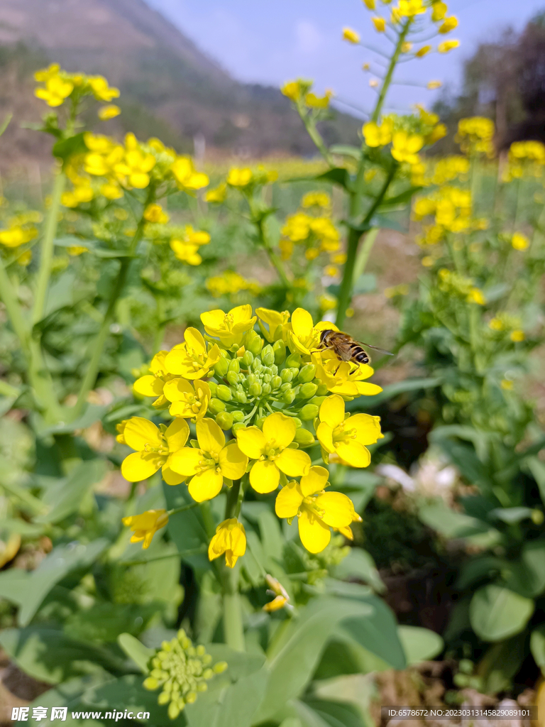 油菜花