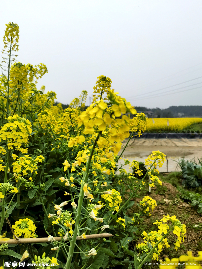 油菜花
