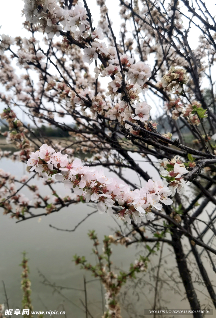 桃花