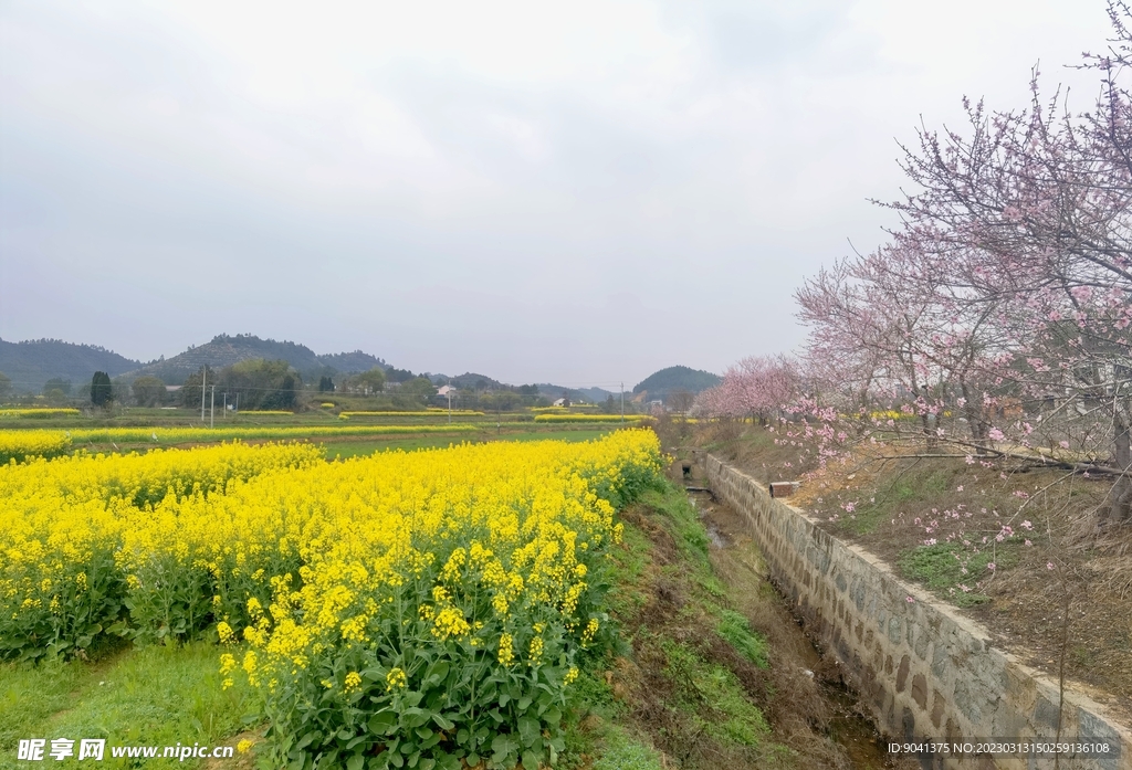 油菜花