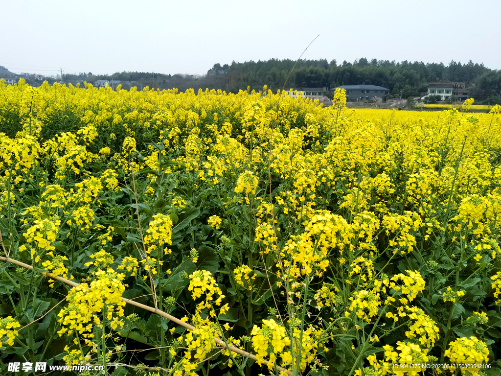 油菜花