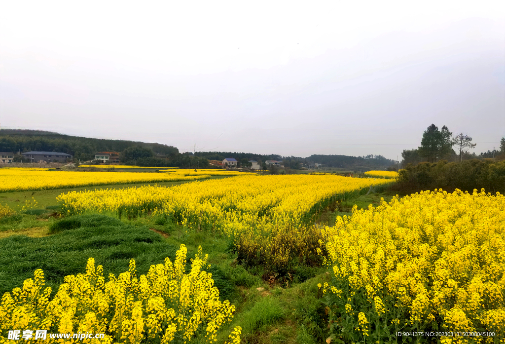 油菜花田