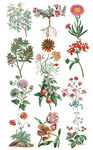 十二款手绘矢量鲜花草本植物