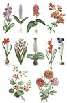 十款矢量手绘鲜花花卉植物