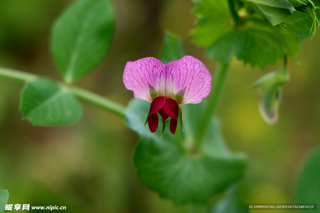  小豌豆花 井水豆花 豆