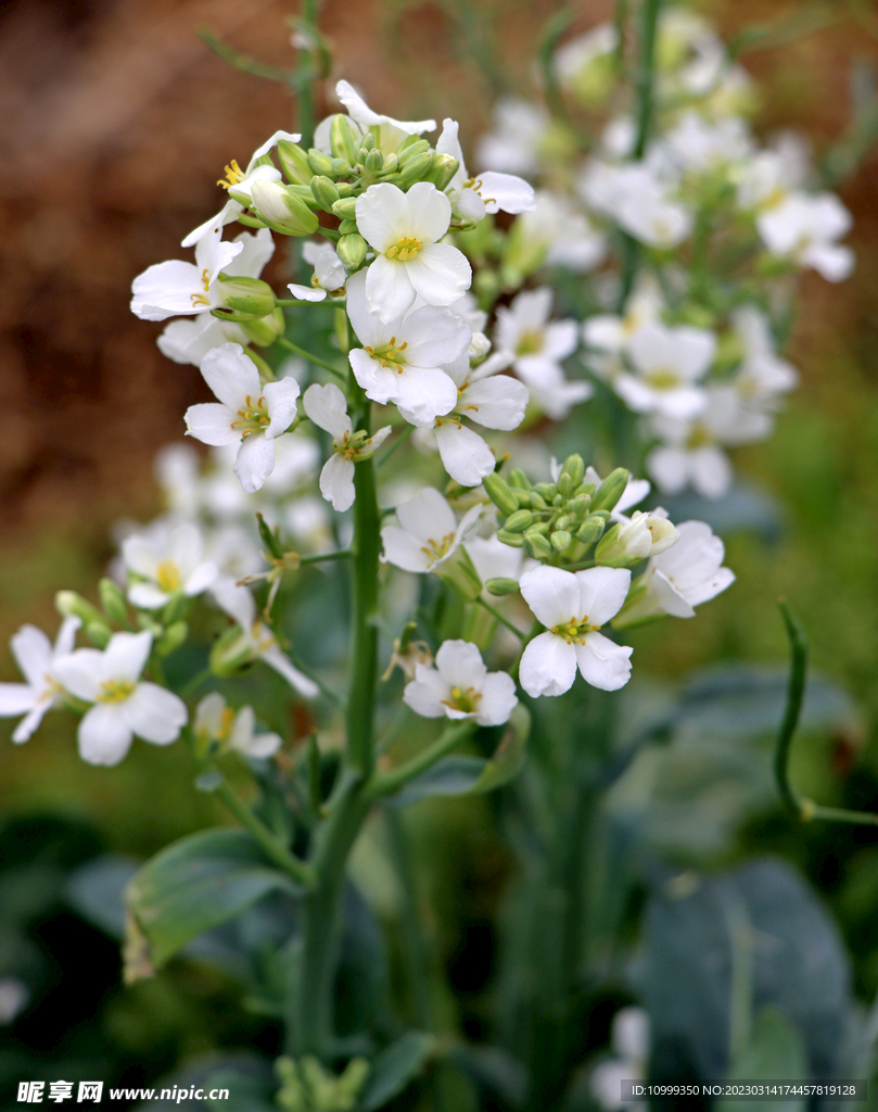 白芥兰花