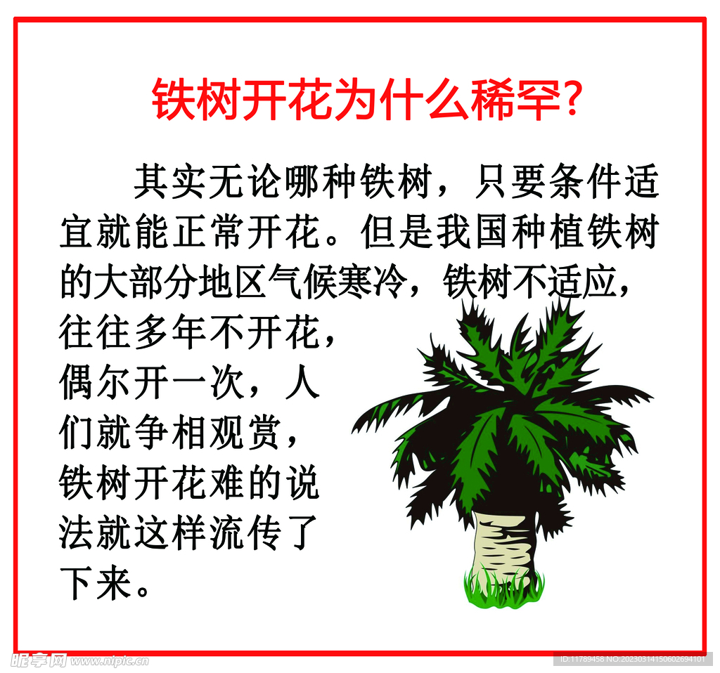 小学生科普 铁树开花吗