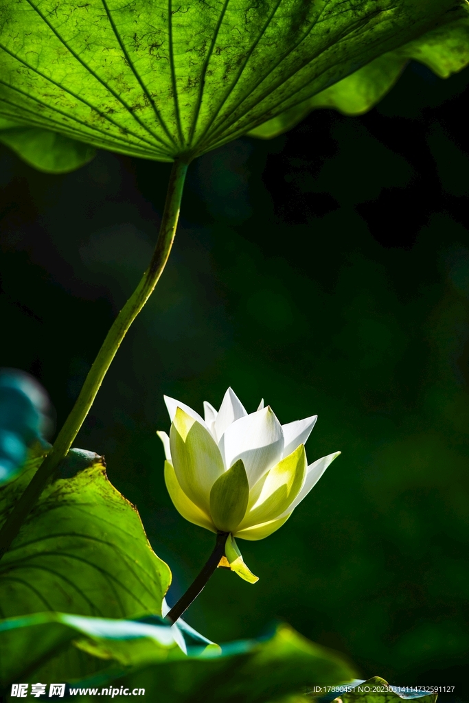 荷花