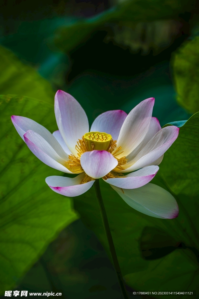 荷花