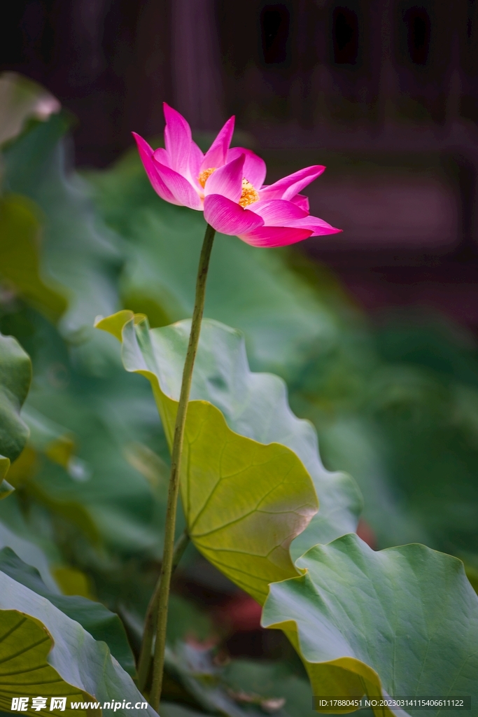 荷花