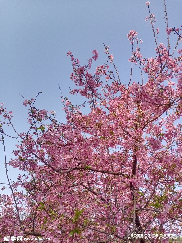 樱花