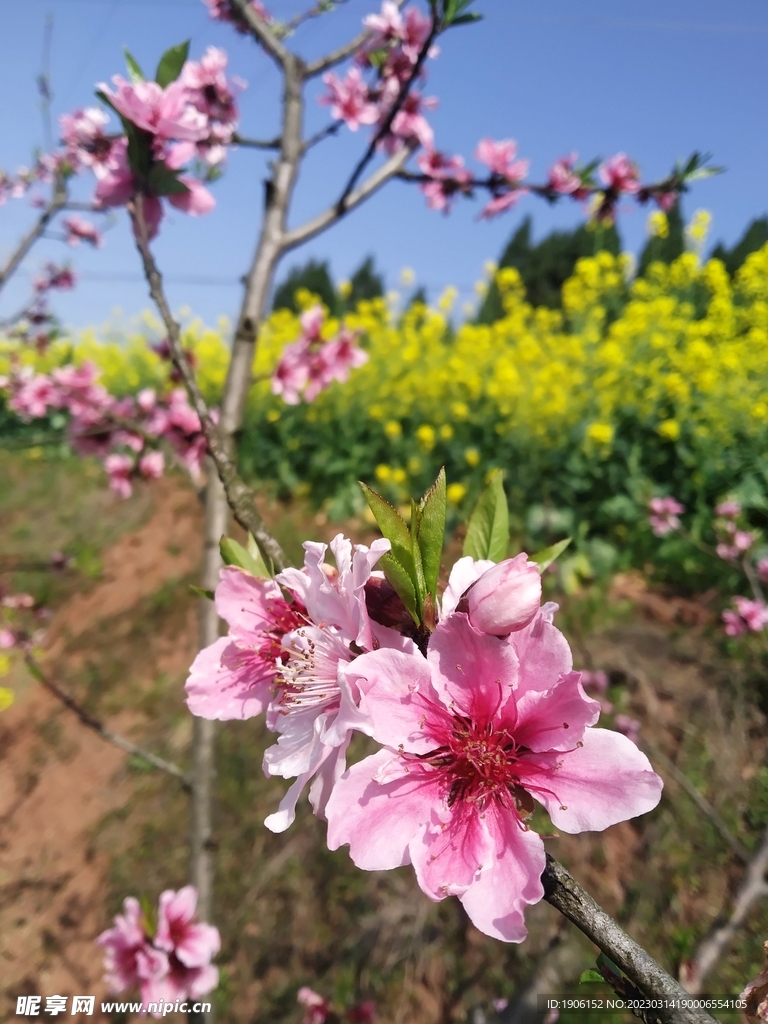 桃花