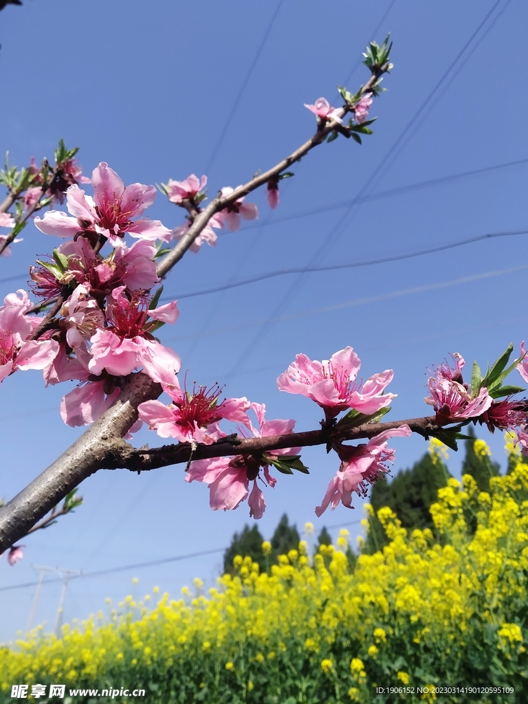 桃花