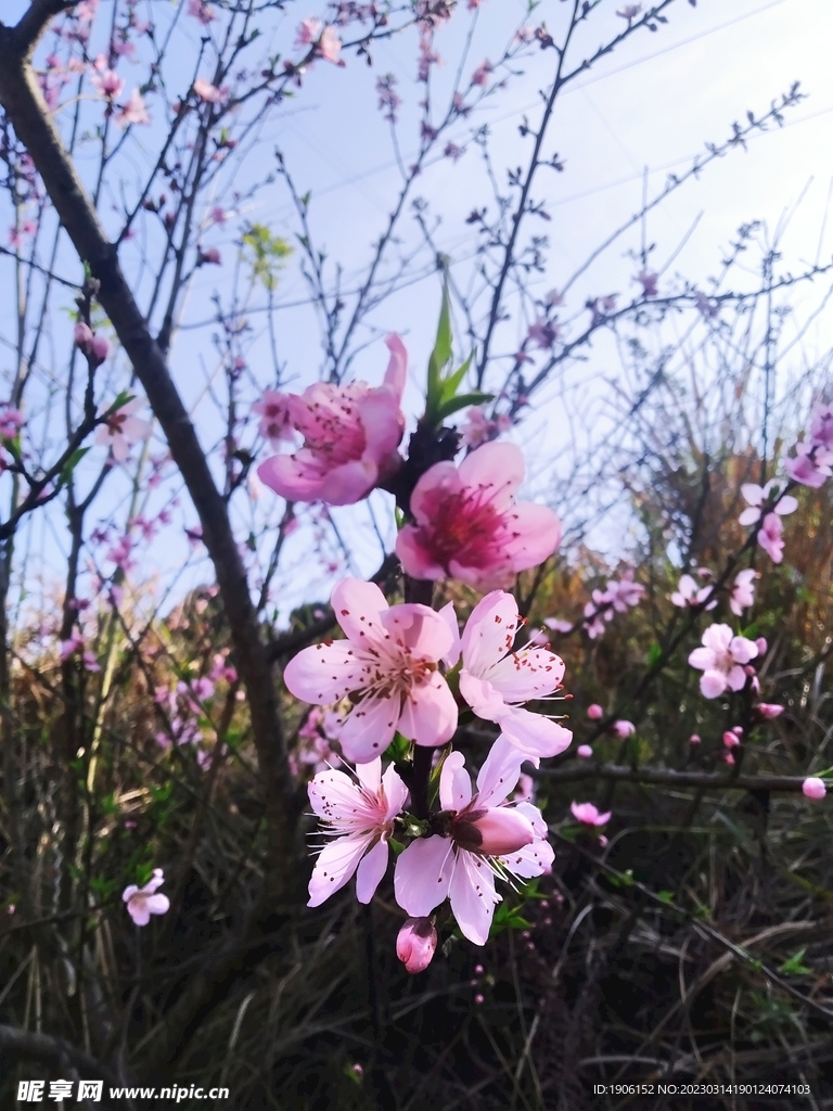 桃花