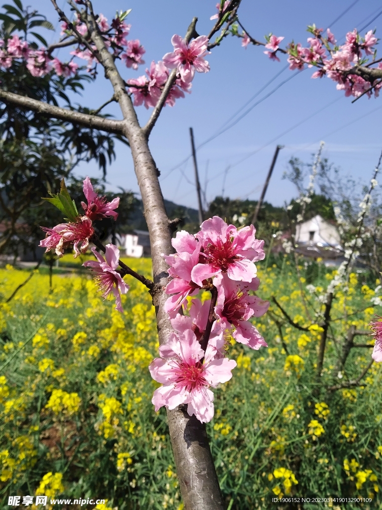 桃花