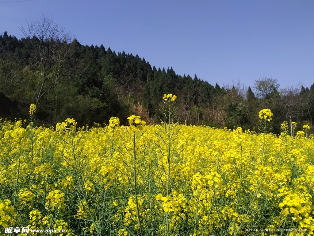油菜花