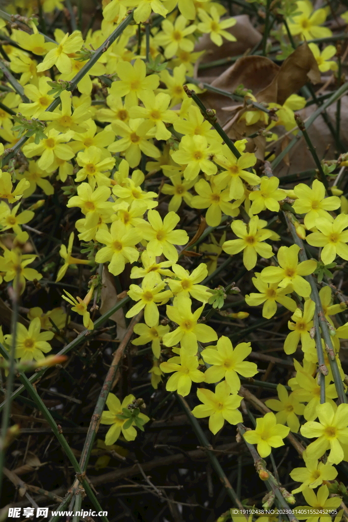 迎春花 