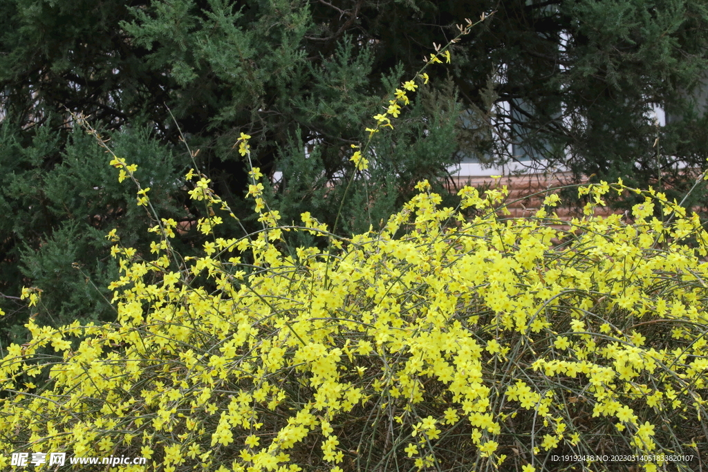 迎春花  