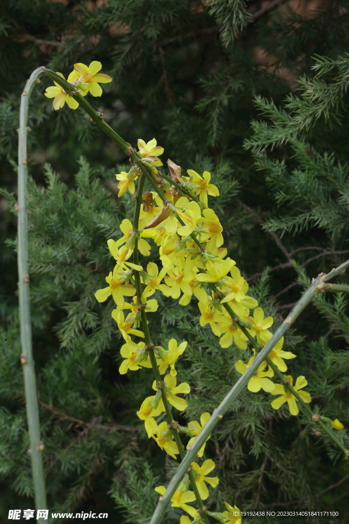 迎春花 