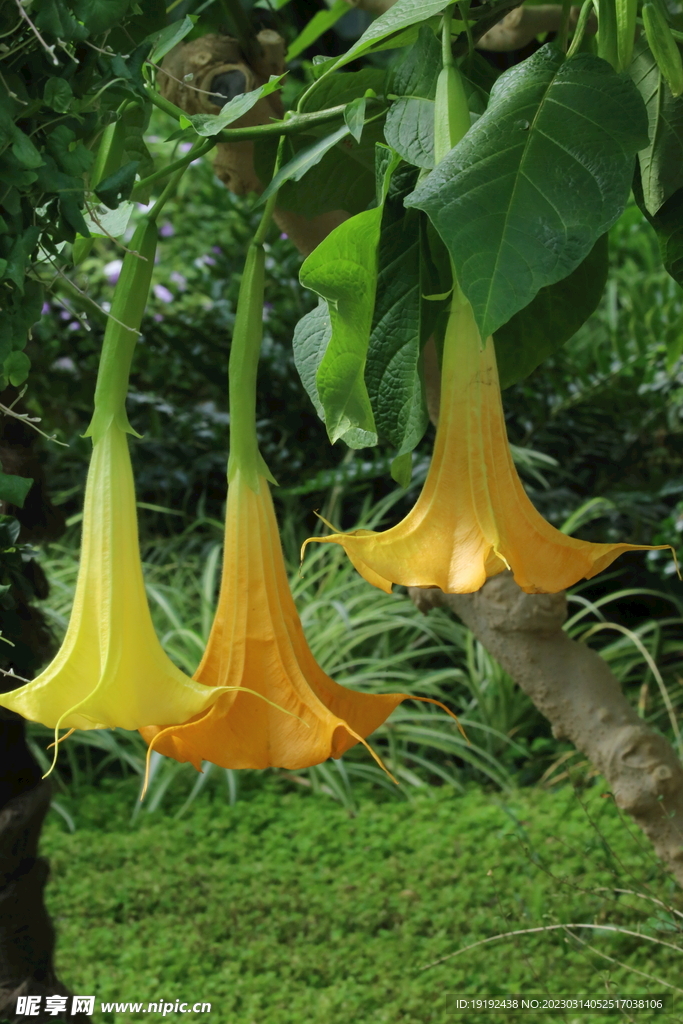 曼陀罗花  