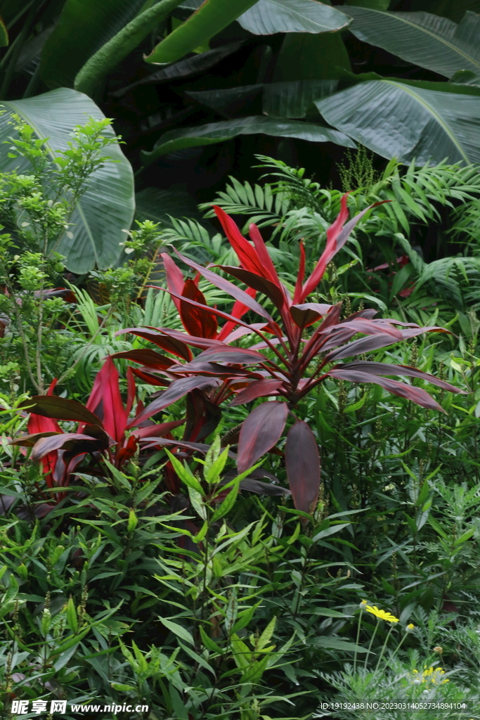 温室花草风景
