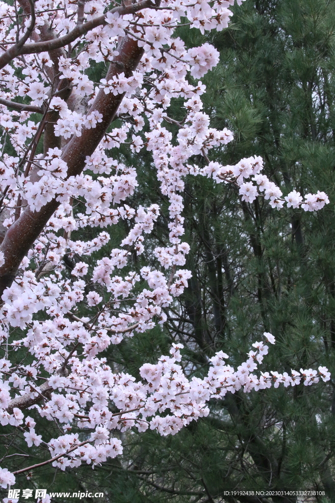 山桃花  