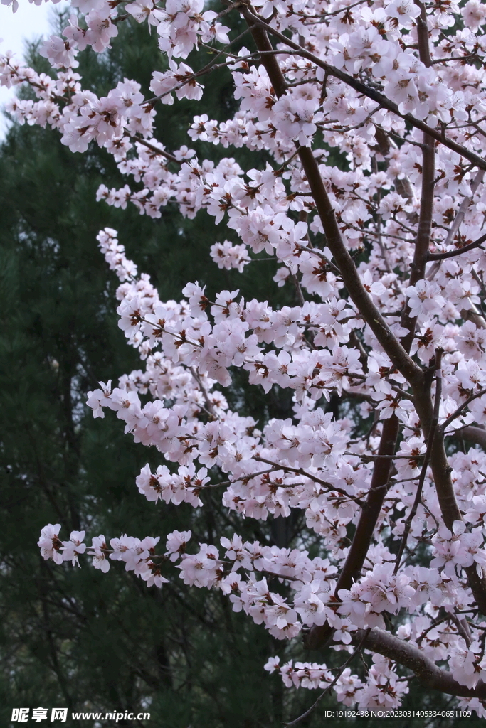山桃花  