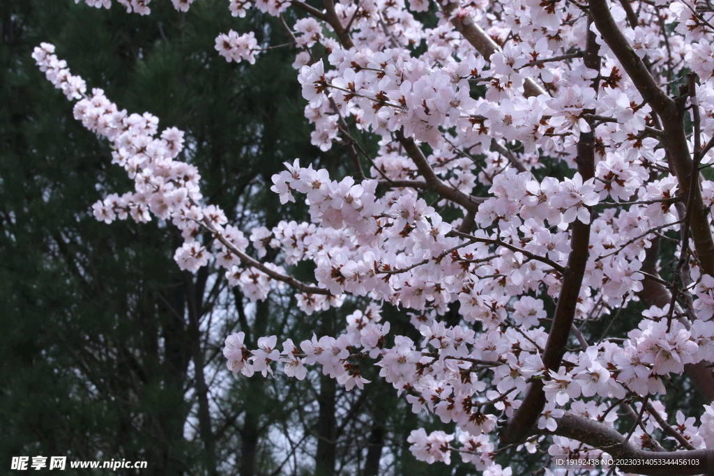 山桃花  