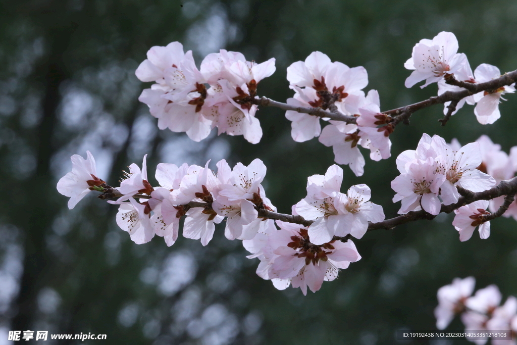 山桃花  