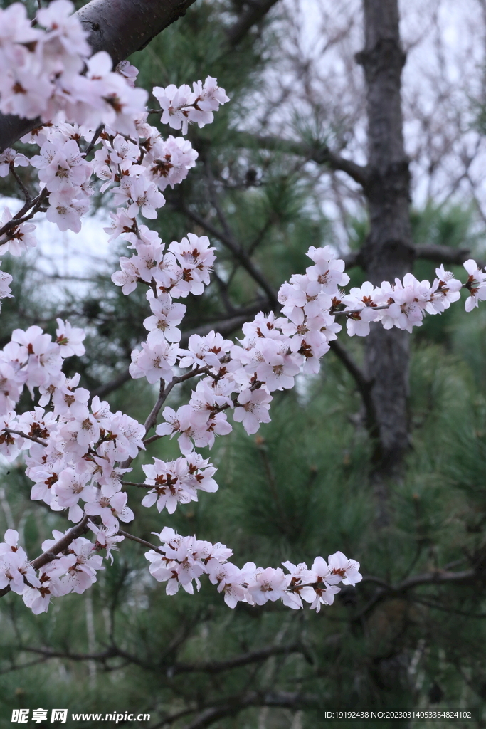 山桃花  