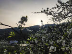 李花
