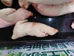  鲜猪脚  