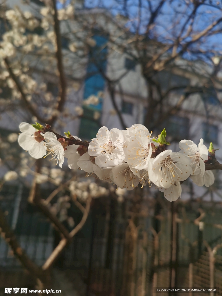 杏花