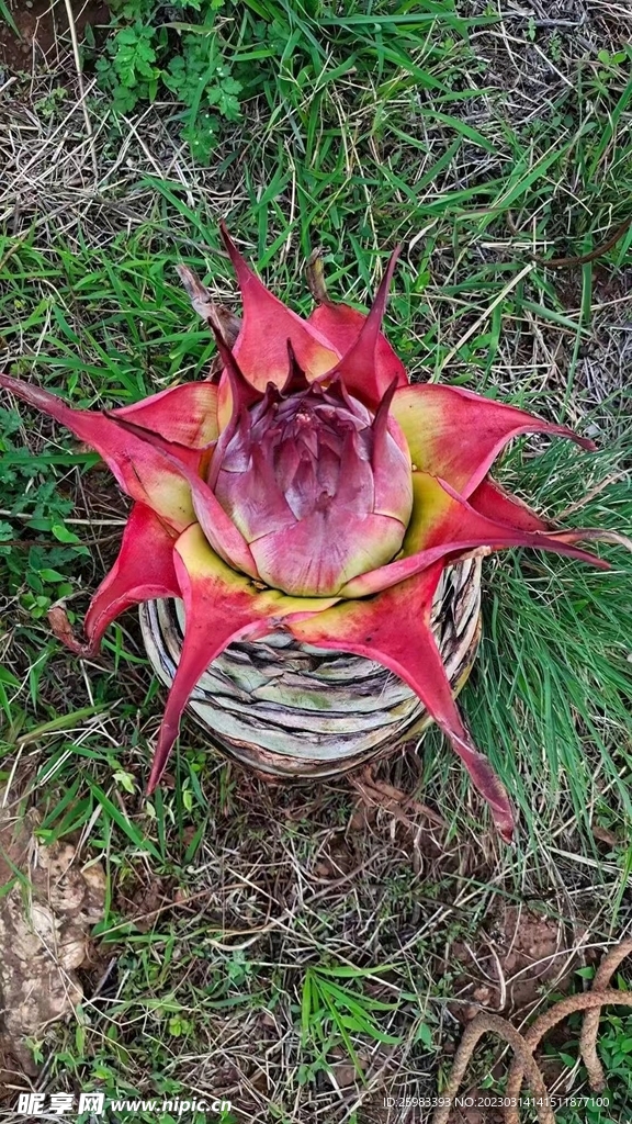 奇花异草