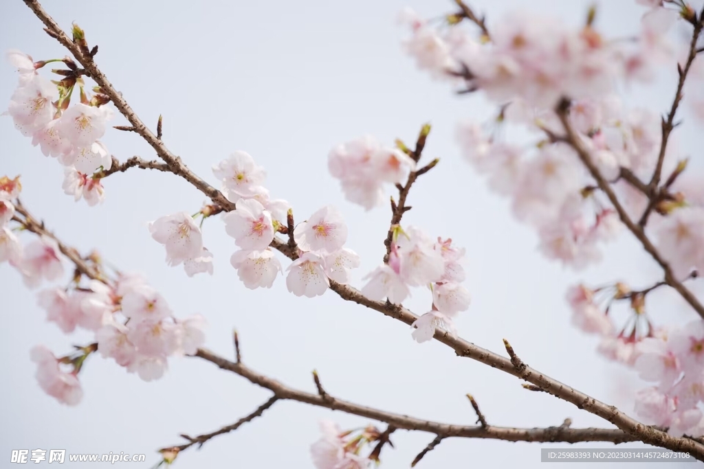 春花烂漫时