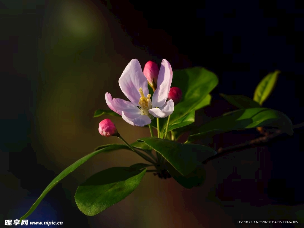 我爱我花