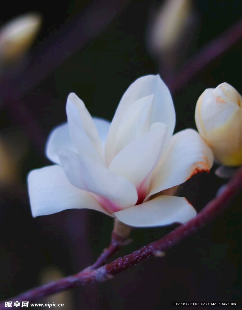 花之恋