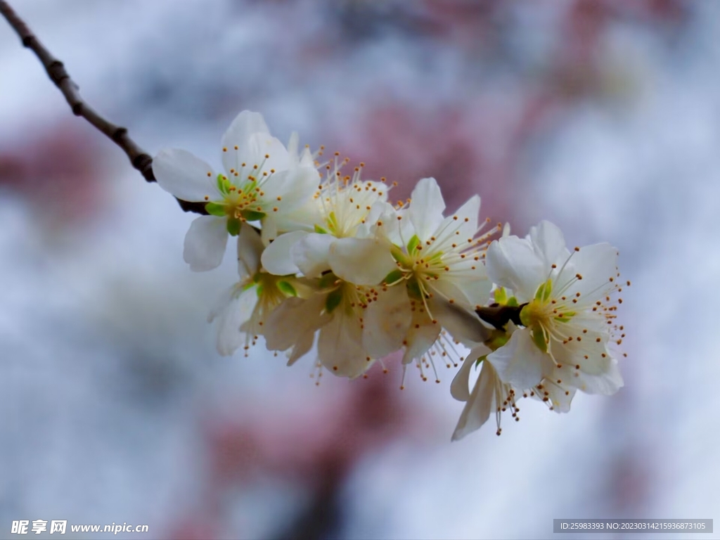樱花
