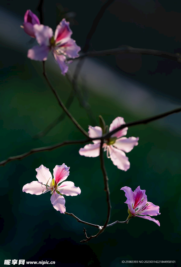 春之花
