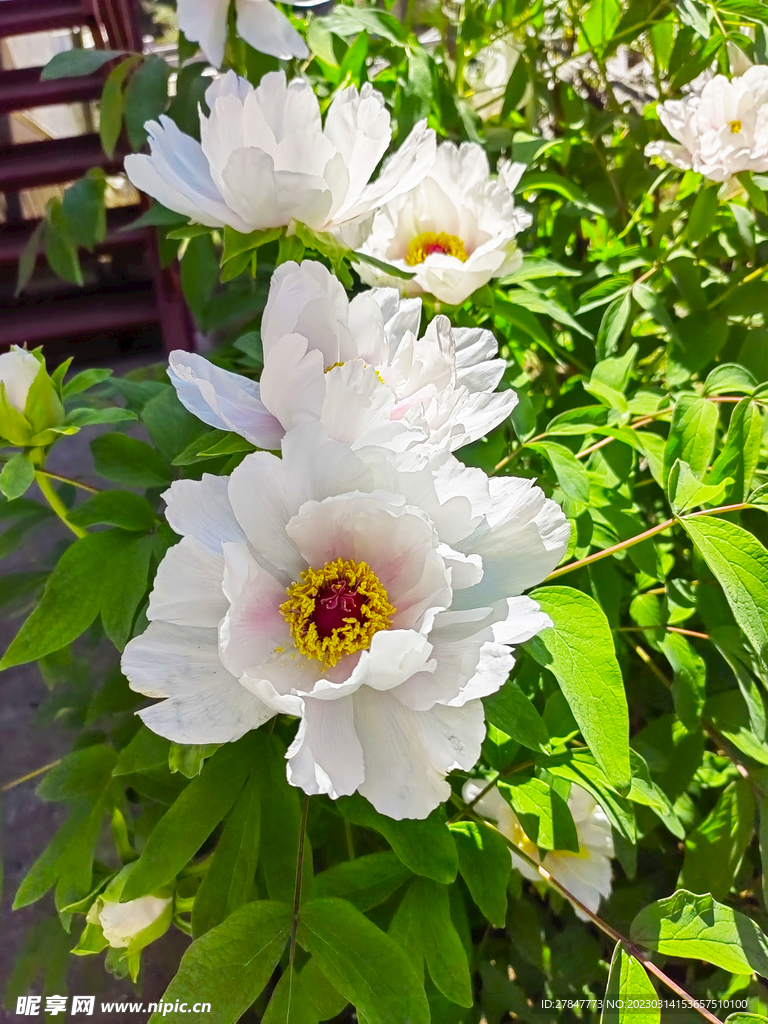 白色牡丹花