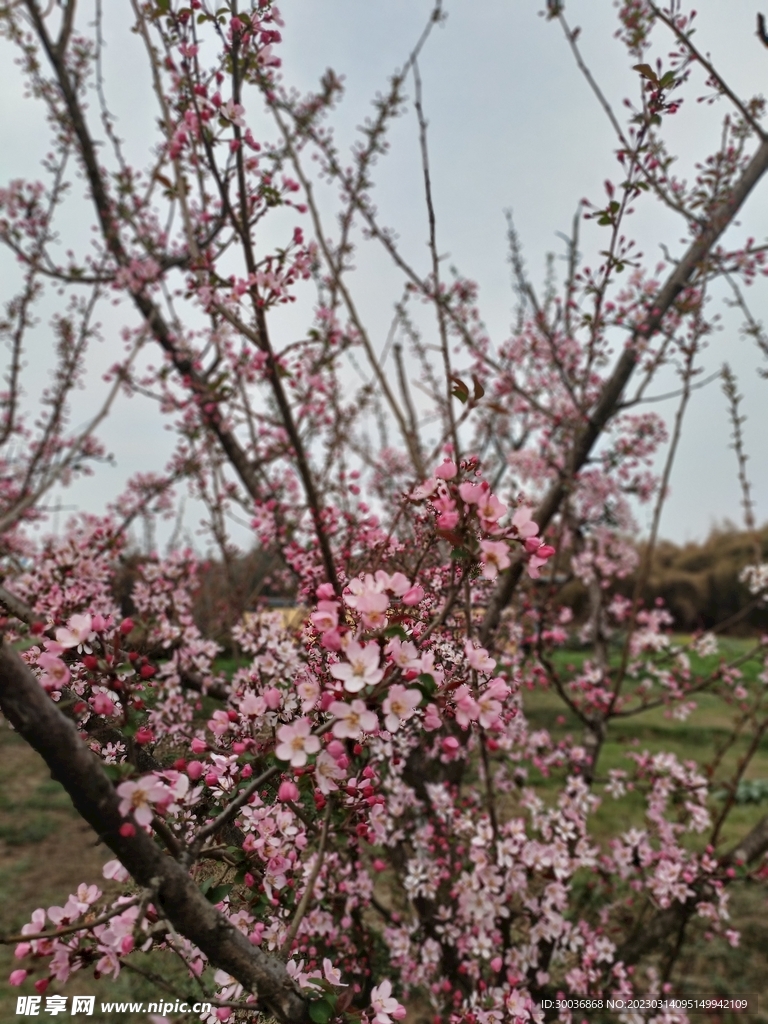 阳春三月