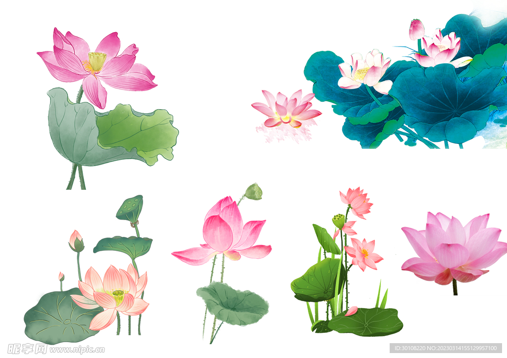 荷花免扣
